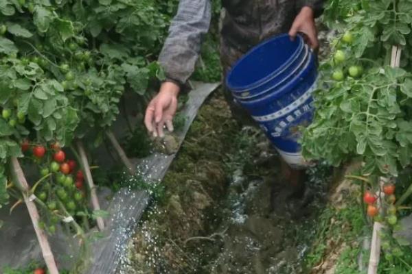 西红柿疫病的防治方法，发病初期可喷施霜脲锰锌等药物