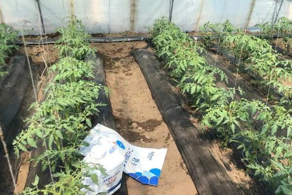 西红柿疫病的防治方法，发病初期可喷施霜脲锰锌等药物