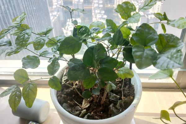 茉莉不开花如何解决，因缺少阳光所致需增加光照时长