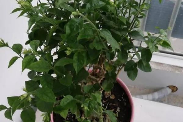 茉莉不开花如何解决，因缺少阳光所致需增加光照时长