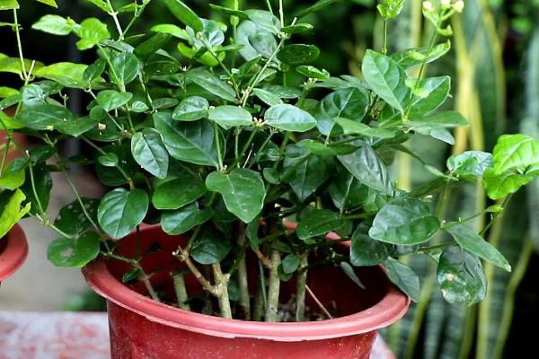 茉莉不开花如何解决，因缺少阳光所致需增加光照时长