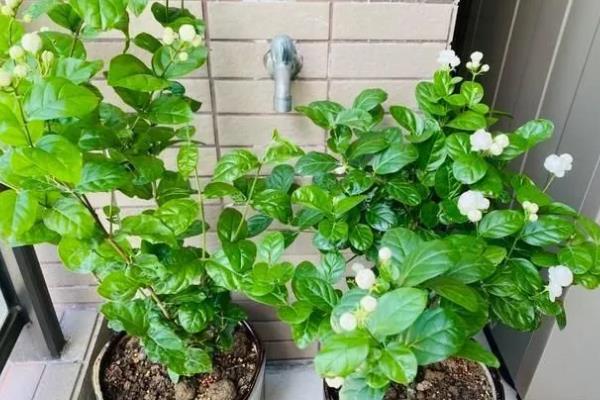 茉莉不开花如何解决，因缺少阳光所致需增加光照时长