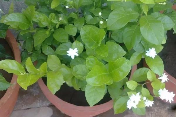 茉莉不开花如何解决，因缺少阳光所致需增加光照时长