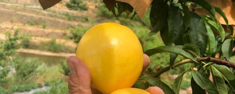 蒙阴黄油桃的成熟时间，熟期一般为每年6-10月份