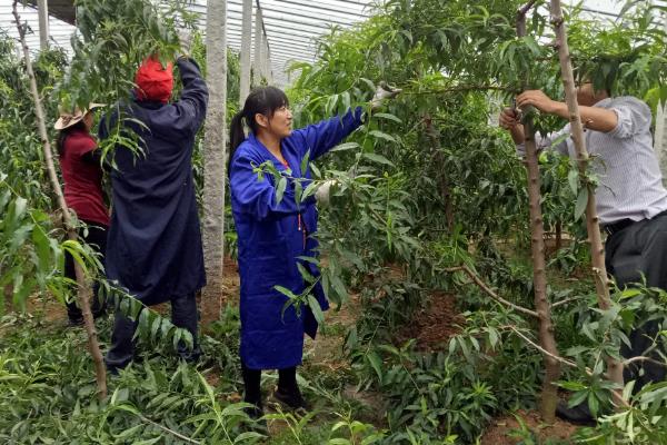 蒙阴黄油桃的成熟时间，熟期一般为每年6-10月份