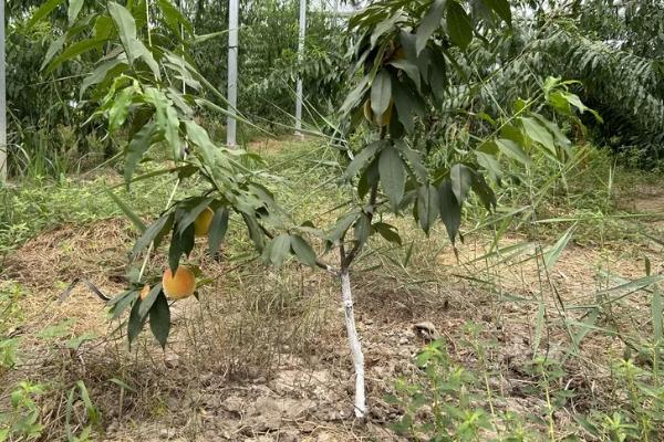蒙阴黄油桃的成熟时间，熟期一般为每年6-10月份