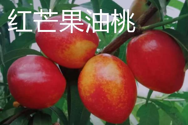 蒙阴黄油桃的成熟时间，熟期一般为每年6-10月份