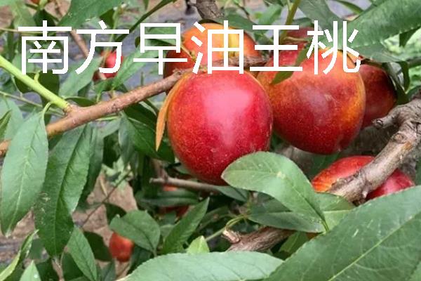蒙阴黄油桃的成熟时间，熟期一般为每年6-10月份