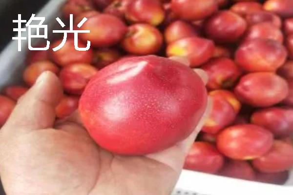 蒙阴黄油桃的成熟时间，熟期一般为每年6-10月份
