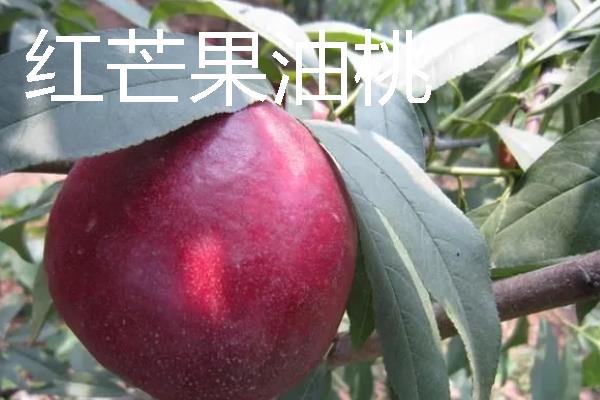 蒙阴黄油桃的成熟时间，熟期一般为每年6-10月份