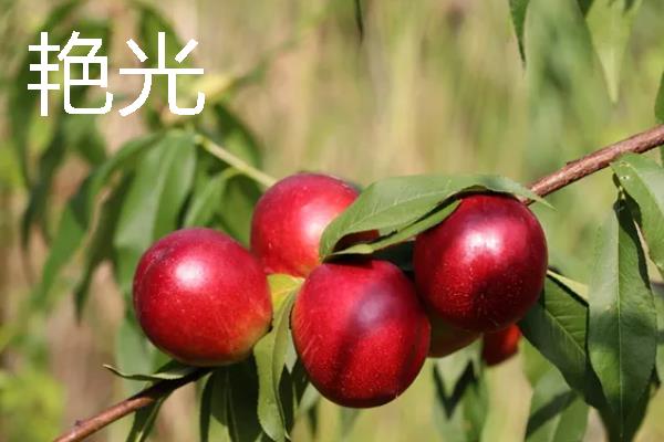 蒙阴黄油桃的成熟时间，熟期一般为每年6-10月份
