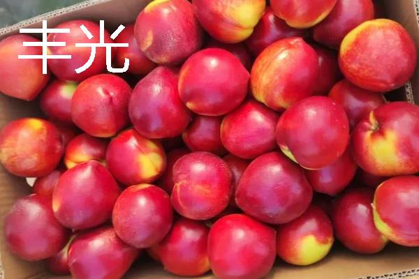 蒙阴黄油桃的成熟时间，熟期一般为每年6-10月份