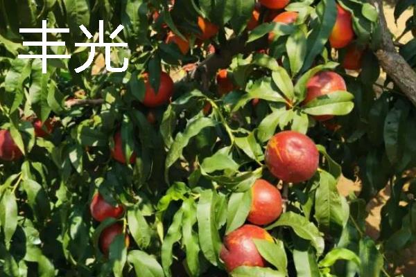 蒙阴黄油桃的成熟时间，熟期一般为每年6-10月份