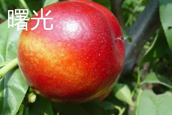 蒙阴黄油桃的成熟时间，熟期一般为每年6-10月份