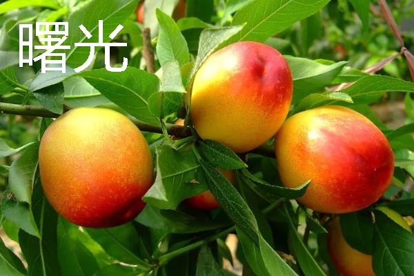 蒙阴黄油桃的成熟时间，熟期一般为每年6-10月份