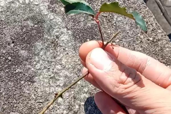 金樱子种子能不能种，可以种植
