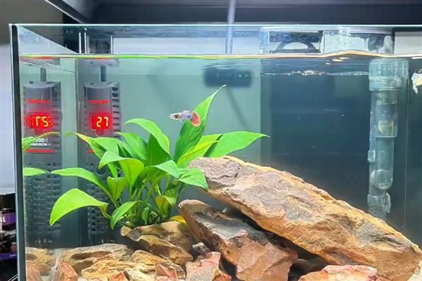 让孔雀鱼仔快速生长的方法，将水温保持在24-25℃可促进生长发育