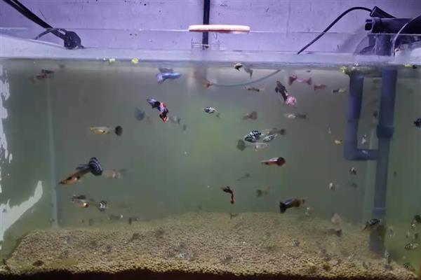让孔雀鱼仔快速生长的方法，将水温保持在24-25℃可促进生长发育