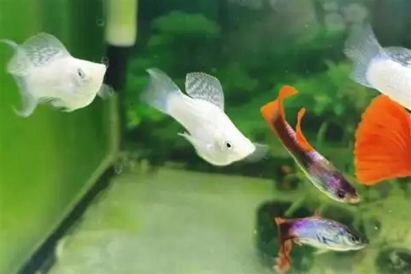 让孔雀鱼仔快速生长的方法，将水温保持在24-25℃可促进生长发育