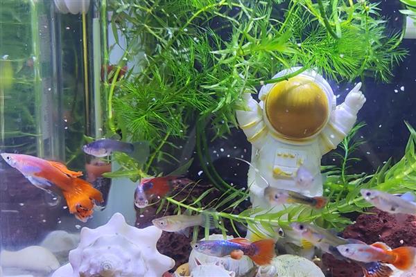 让孔雀鱼仔快速生长的方法，将水温保持在24-25℃可促进生长发育