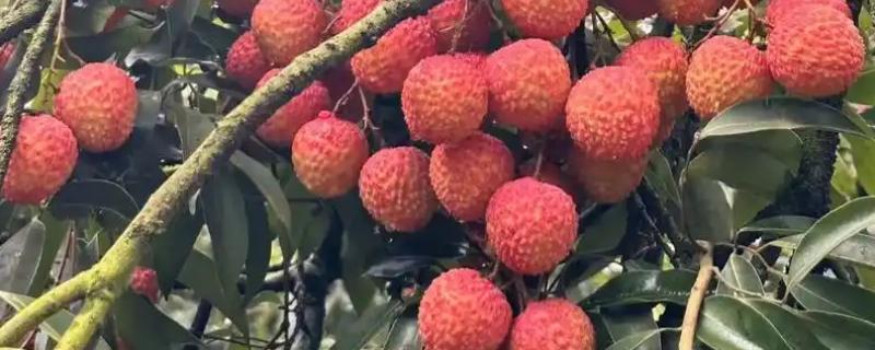 有什么好吃的荔枝，桂味荔枝、妃子笑等品种具有不错的口感