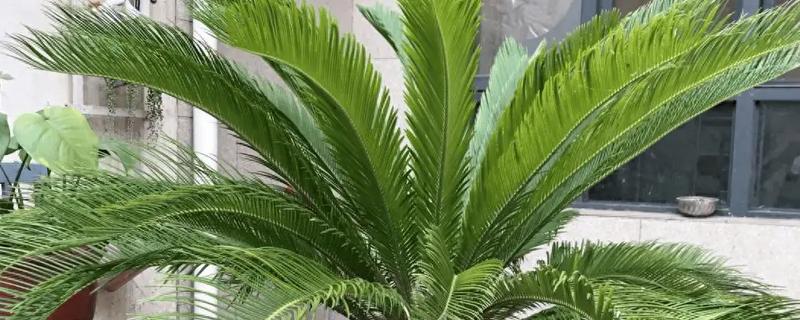 8月份能不能移栽铁树，在高温季节移栽不利于成活