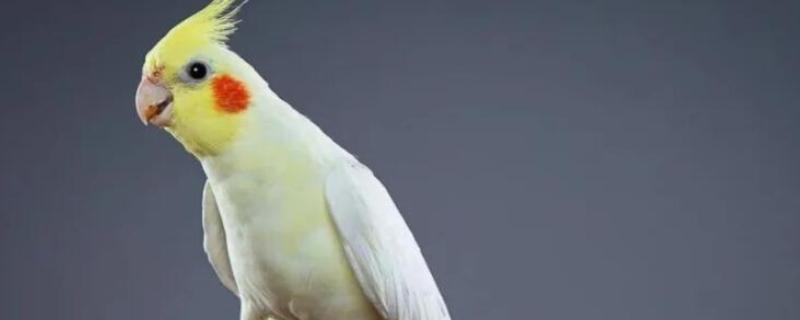 玄凤鹦鹉冬天要做鸟窝吗，没必要刻意做鸟窝