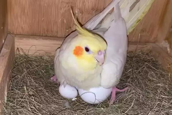 玄凤鹦鹉冬天要做鸟窝吗，没必要刻意做鸟窝