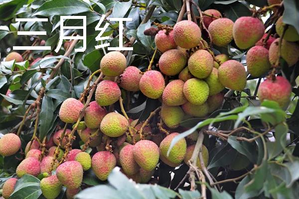 有什么好吃的荔枝，桂味荔枝、妃子笑等品种具有不错的口感