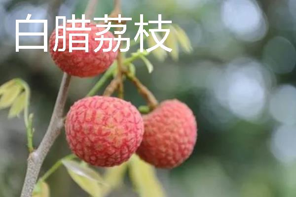 有什么好吃的荔枝，桂味荔枝、妃子笑等品种具有不错的口感