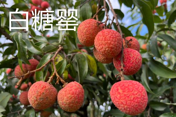 有什么好吃的荔枝，桂味荔枝、妃子笑等品种具有不错的口感