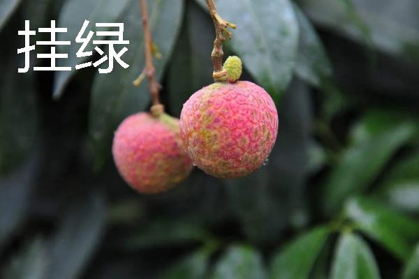 有什么好吃的荔枝，桂味荔枝、妃子笑等品种具有不错的口感