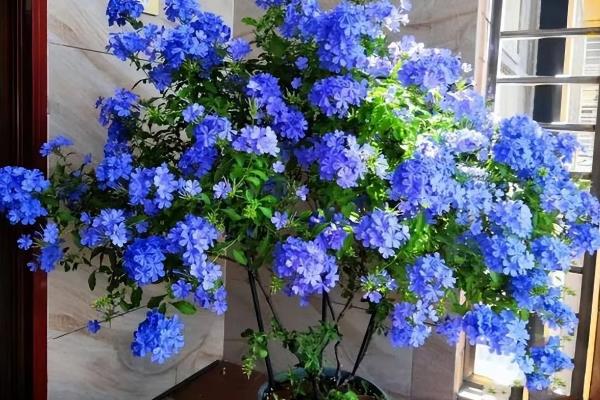 冬天蓝雪花枝条枯萎如何处理，剪除枯黄的叶片可以减少养分消耗