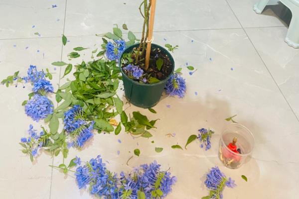 冬天蓝雪花枝条枯萎如何处理，剪除枯黄的叶片可以减少养分消耗