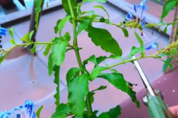 冬天蓝雪花枝条枯萎如何处理，剪除枯黄的叶片可以减少养分消耗