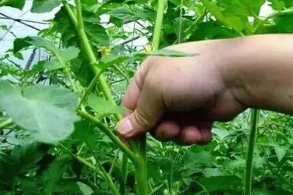 西红柿怎么打叶，主要清除老叶、黄叶、厚重叶等不良叶片