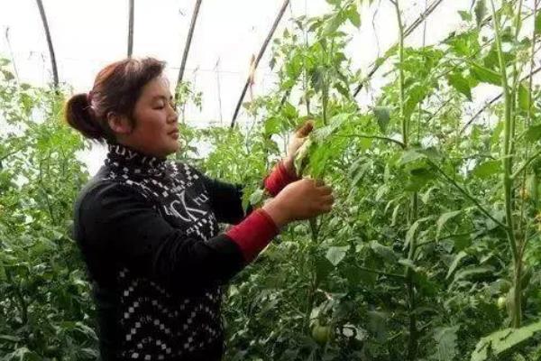 西红柿怎么打叶，主要清除老叶、黄叶、厚重叶等不良叶片