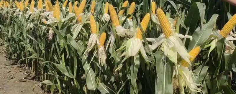 郑单958玉米种的特征特性，从出苗到成熟需要103天左右