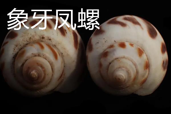 螺有什么种类，常见的有黄金螺、象牙凤螺等