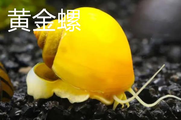 螺有什么种类，常见的有黄金螺、象牙凤螺等