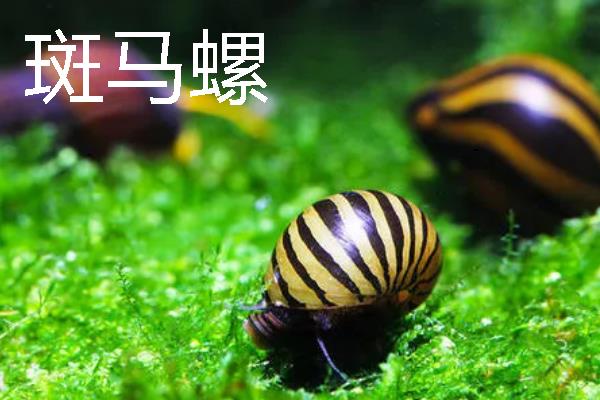 螺有什么种类，常见的有黄金螺、象牙凤螺等