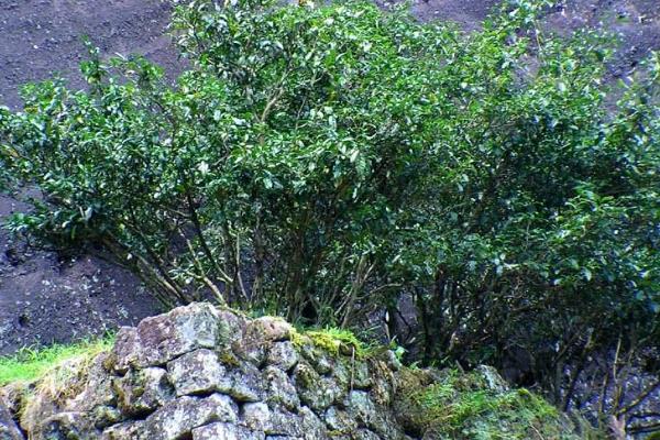 红茶有哪些种类，有祁门红茶、大吉岭红茶等