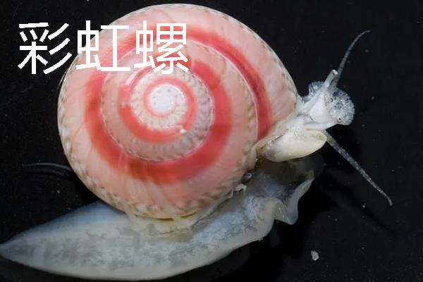 螺有什么种类，常见的有黄金螺、象牙凤螺等
