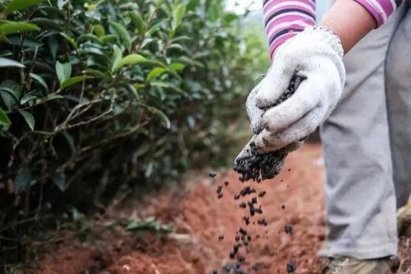 红茶有哪些种类，有祁门红茶、大吉岭红茶等