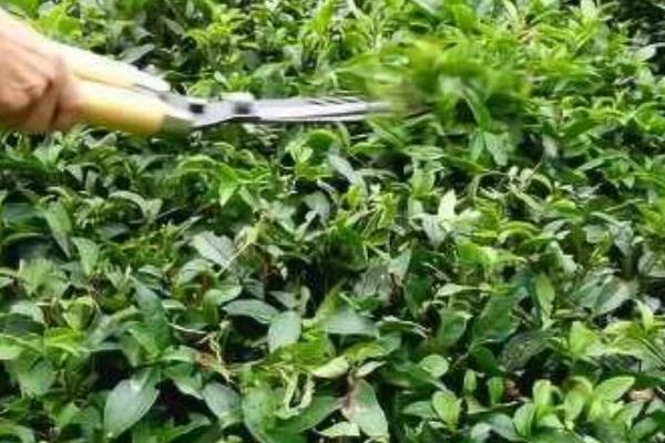 红茶有哪些种类，有祁门红茶、大吉岭红茶等