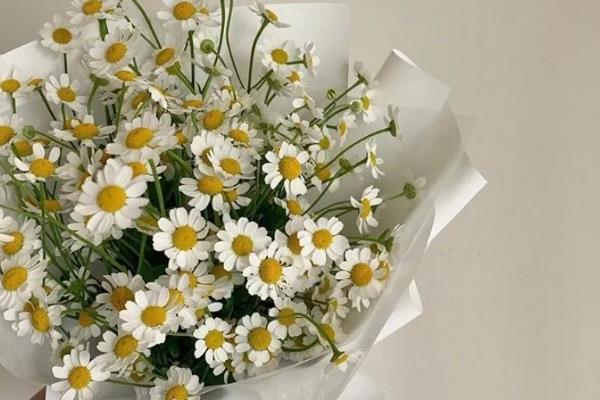 小雏菊有什么花语，代表低调的爱、天真等含义