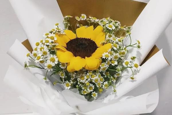 小雏菊有什么花语，代表低调的爱、天真等含义
