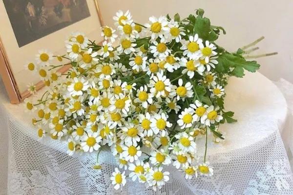 小雏菊有什么花语，代表低调的爱、天真等含义