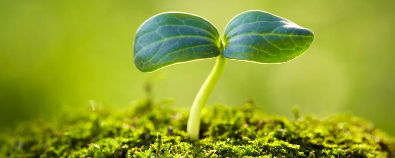 种子植物的种类，分为裸子植物、被子植物