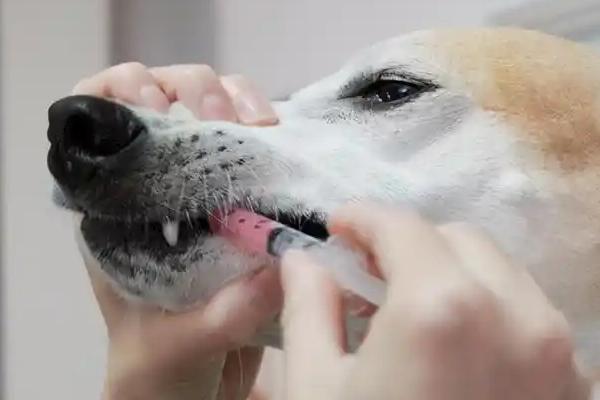 狗吐白沫能不能自愈，生理性吐白沫通常可以自行恢复